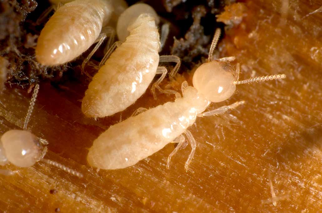 termite